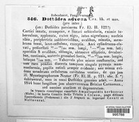Dothidea advena image
